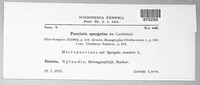 Puccinia arenariae image